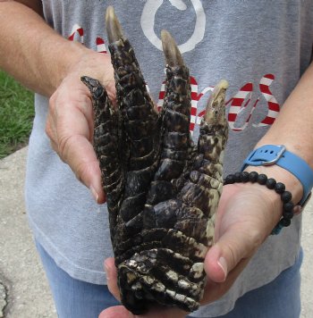 8" Preserved Alligator Foot - $25