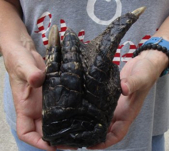 8" Preserved Alligator Foot - $25