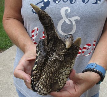 8" Preserved Alligator Foot - $25