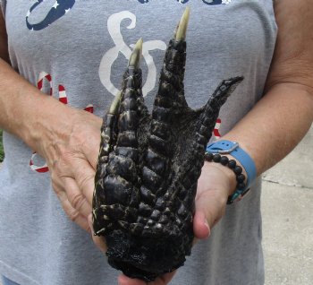 Authentic 8" Preserved Alligator Foot - $25