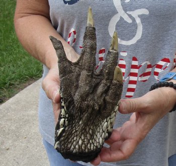 Authentic 8" Preserved Alligator Foot - $25