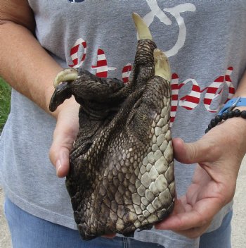 Authentic 8" Preserved Alligator Foot - $25