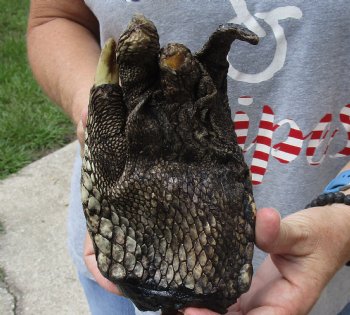 Genuine 8" Preserved Alligator Foot - $25