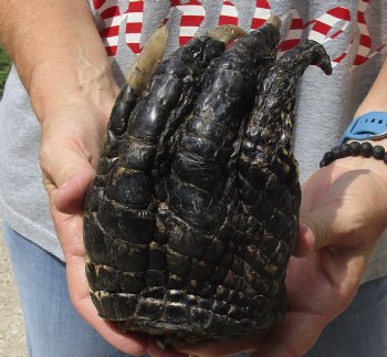 Buy Now this 7" Preserved Alligator Foot - $20