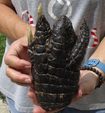 Buy Now this 7" Preserved Alligator Foot - $20