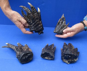 5 Preserved Alligator Feet, 3" to 6" buy now for - $30