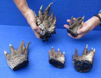 5 Preserved Alligator Feet, 3" to 6" buy now for - $30