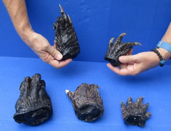 5 Preserved Alligator Feet, 3" to 6" available for sale - $30