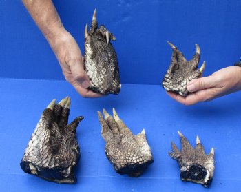 5 Preserved Alligator Feet, 3" to 6" available for sale - $30