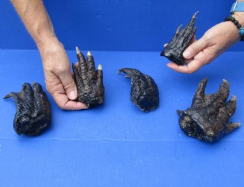 5 Preserved Alligator Feet, 3" to 6" available for sale - $30