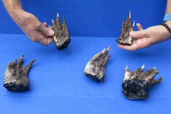 5 Preserved Alligator Feet, 3" to 6" available for sale - $30