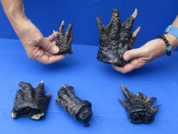 5 Preserved Alligator Feet, 3" to 6" available for sale - $30