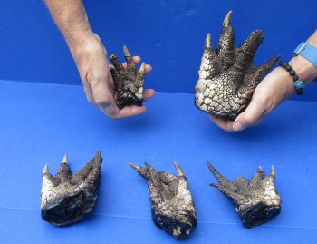 5 Preserved Alligator Feet, 3" to 6" available for sale - $30