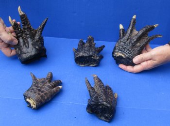 5 Preserved Alligator Feet, 3" to 6" available for sale - $30