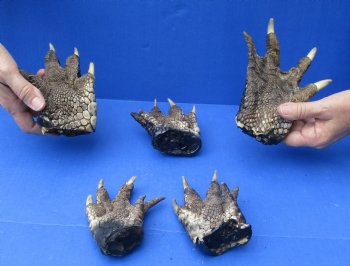 5 Preserved Alligator Feet, 3" to 6" available for sale - $30