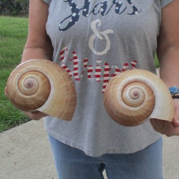 Two 7" Tonna Shells - $22