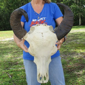 21" Indian Water Buffalo Skull with 17" & 18" Horns - $65