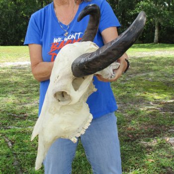 21" Indian Water Buffalo Skull with 17" & 18" Horns - $65