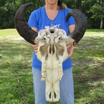 21" Indian Water Buffalo Skull with 17" & 18" Horns - $65