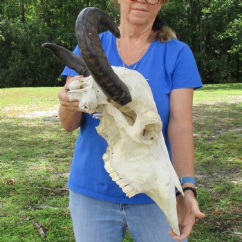 21" Indian Water Buffalo Skull with 17" & 18" Horns - $65