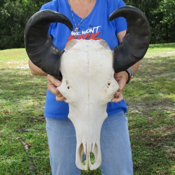 20" Indian Water Buffalo Skull with 17" & 19" Horns - $65