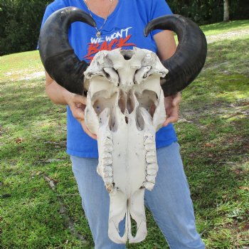 20" Indian Water Buffalo Skull with 17" & 19" Horns - $65