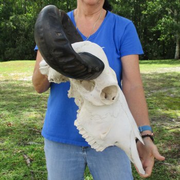 20" Indian Water Buffalo Skull with 17" & 19" Horns - $65