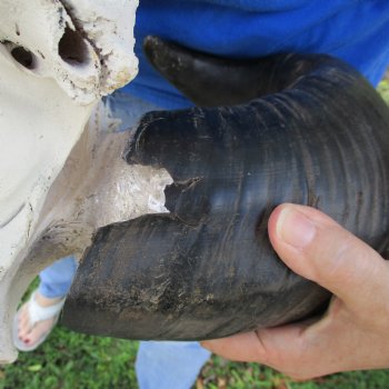 20" Indian Water Buffalo Skull with 17" & 19" Horns - $65