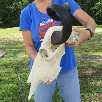 20" Indian Water Buffalo Skull with 21" & 22" Horns - $65