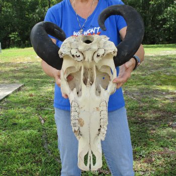 20" Indian Water Buffalo Skull with 21" & 22" Horns - $65