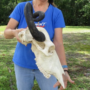 20" Indian Water Buffalo Skull with 21" & 22" Horns - $65