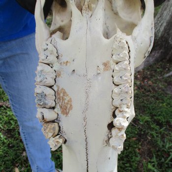 20" Indian Water Buffalo Skull with 21" & 22" Horns - $65