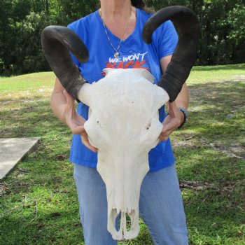 20" Indian Water Buffalo Skull with 22" Horns - $65