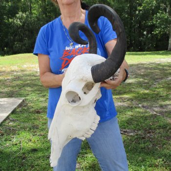 20" Indian Water Buffalo Skull with 22" Horns - $65