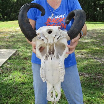 20" Indian Water Buffalo Skull with 22" Horns - $65