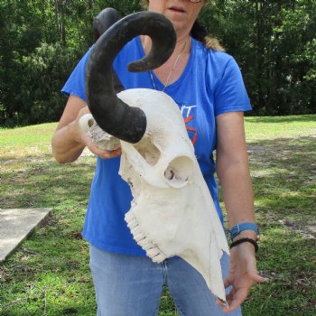 20" Indian Water Buffalo Skull with 22" Horns - $65