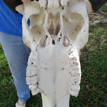 20" Indian Water Buffalo Skull with 22" Horns - $65