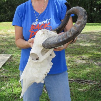 19" Indian Water Buffalo Skull with 20" & 21" Horns - $65