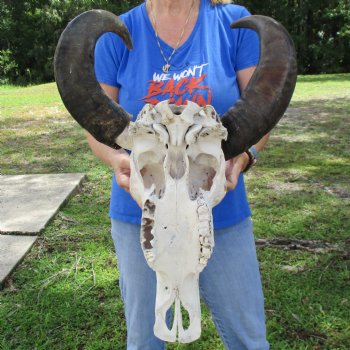 19" Indian Water Buffalo Skull with 20" & 21" Horns - $65