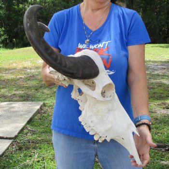 19" Indian Water Buffalo Skull with 20" & 21" Horns - $65