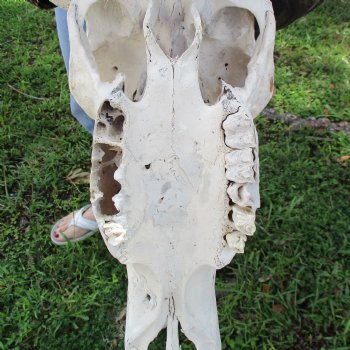 19" Indian Water Buffalo Skull with 20" & 21" Horns - $65