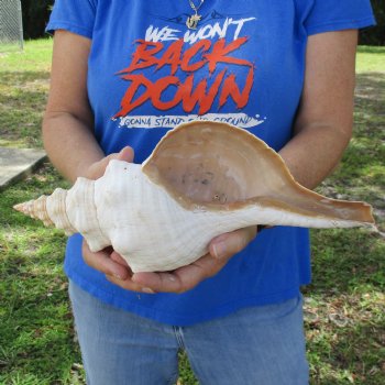 13" Horse Conch, Florida's State Seashell - $39