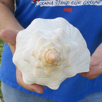 13" Horse Conch, Florida's State Seashell - $39