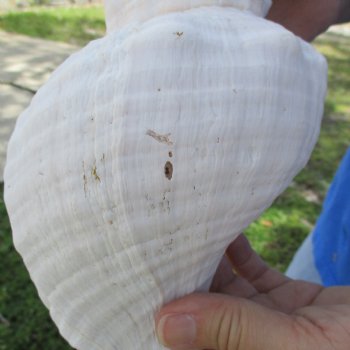 13" Horse Conch, Florida's State Seashell - $39