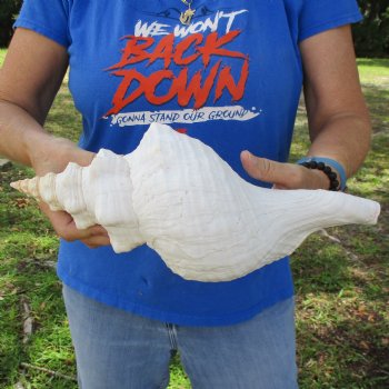 13" Horse Conch, Florida's State Seashell - $39