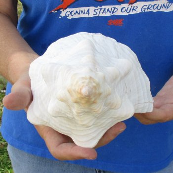 13" Horse Conch, Florida's State Seashell - $39