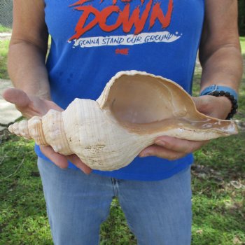 B-Grade 12" Horse Conch, Florida's State Seashell - $27