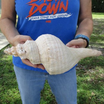 B-Grade 12" Horse Conch, Florida's State Seashell - $27