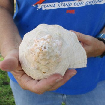 B-Grade 12" Horse Conch, Florida's State Seashell - $27