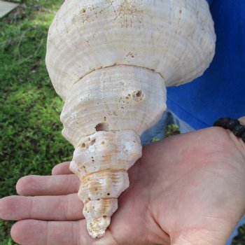 B-Grade 12" Horse Conch, Florida's State Seashell - $27